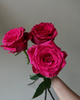 Level Up, 50cm, 25 Stems, ROSAS DEL CORAZON  ROSASLESANDI CIA LTDA