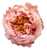 Shimmer, 50cm, 25 Stems, MUCH FLOWERS
