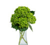 Mini Green Dark, 60cm, 1 Stem, Premium, FLORAL WONDER SAS