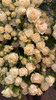 Bellarus, 55cm, 10 Stems, EUROSA FARMS LTD