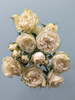 Bellarus, 55cm, 10 Stems, EUROSA FARMS LTD