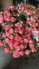 First Date, 55cm, 10 Stems, EUROSA FARMS LTD