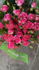 Maui, 55cm, 10 Stems, EUROSA FARMS LTD