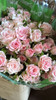 Aerobic, 55cm, 10 Stems, EUROSA FARMS LTD