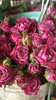 Purple Queen, 55cm, 5 Stems, EUROSA FARMS LTD
