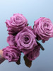 Maritime, 55cm, 12 Stems, EUROSA FARMS LTD