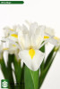White Magic, 60cm, 10 Stems, ANNIE BOX