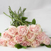 Pink Mondial, 70cm, 25 Stems, RED LINE HUASI