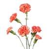 Orange, 60cm, 10 Stems, FLORES EL TRIGAL (SKU: 72600-5140-961)