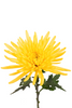 Spider Yellow, 70cm, 10 Stems, FLORES EL TRIGAL