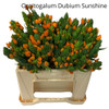 Dubium Sunshine, 40cm, 10 Stems, ANNIE BOX