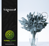 Silver Lagoon, 55cm, 10 Stems, FLORAL CHAIN GROUP