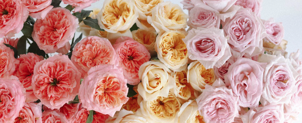Fresh Flowers Fresh Flowers