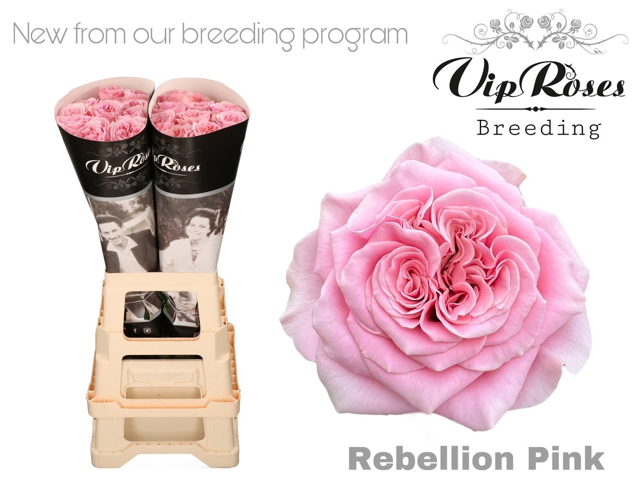 Gr rebellion pink, 70cm, 20 Stems, Royal Flora Holland Victoria's