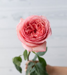 SUMMITFLOWERS S.A.S.