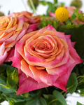 AMAZINGROSE/BELLAFLOR