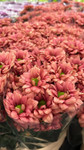 Oasis Flowers /Bellaflor