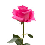 VALENT ROSES