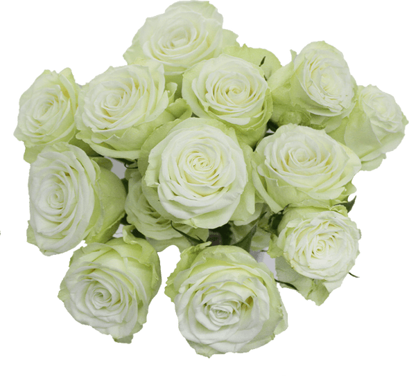 Polar Sensation, 60cm, 10 Stems, AZAYA GARDENS