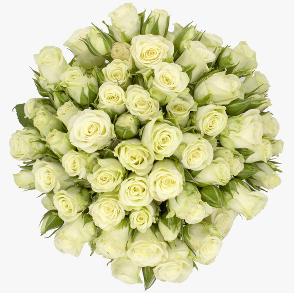 Snowflake, 60cm, 10 Stems, PIER ROSES