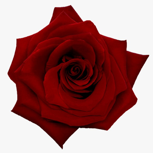 Explorer, 60cm, 25 Stems, RED LINE HUASI Explorer, 60cm, 25 Stems, RED LINE HUASI