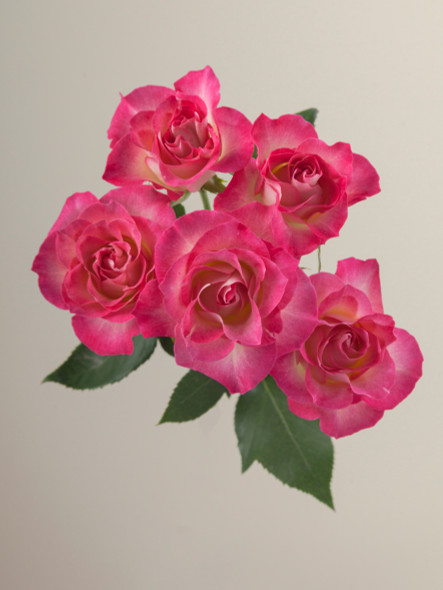 Milky Way, 60cm, 10 Stems, AZAYA GARDENS