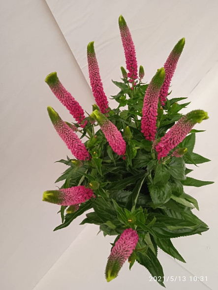 Pink Victory, 60cm, 10 Stems, FLORAL CHAIN GROUP