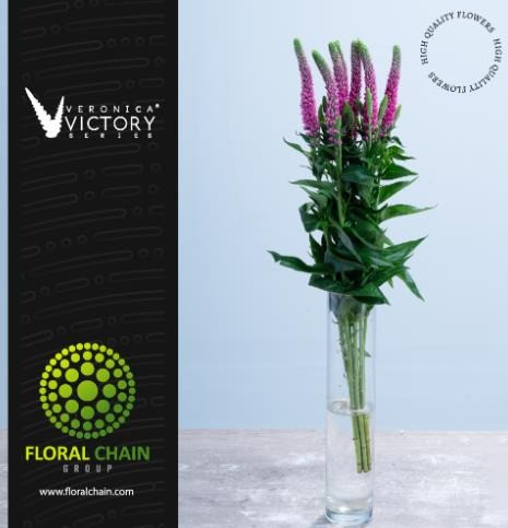 Pink Victory, 60cm, 10 Stems, FLORAL CHAIN GROUP