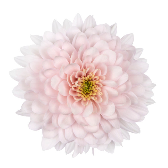 Pink Pastella, 75cm, 5 Stems, DUTCH HERITAGE