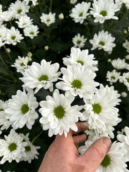 Chic Daisy, 75cm, 5 Stems, DUTCH HERITAGE