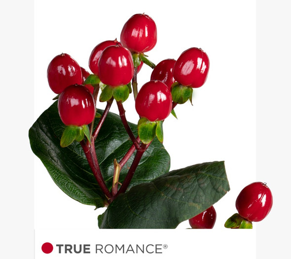 True Romance, 60cm, 10 Stems, FLORAL CHAIN GROUP (SKU: 718-323-667)