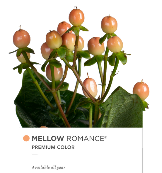 Mellow Romance, 60cm, 10 Stems, FLORAL CHAIN GROUP (SKU: 721-323-667)