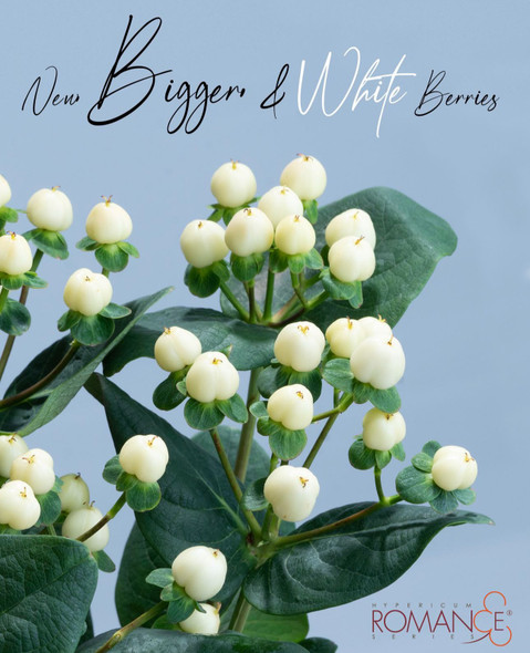 Cool Romance, 60cm, 10 Stems, FLORAL CHAIN GROUP (SKU: 723-323-667)