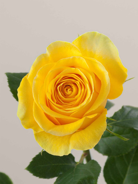 Brighton, 60cm, 25 Stems, ROSAPRIMA CIA. LTDA.