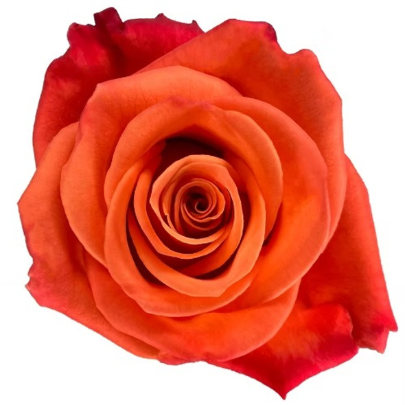 Orange Crush, 60cm, 25 Stems, AZAYA GARDENS Orange Crush, 60cm, 25 Stems, AZAYA GARDENS