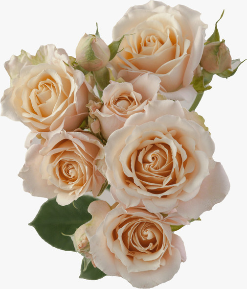 Sahara Sensation, 60cm, 10 Stems, PIER ROSES