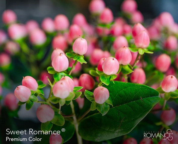 Sweet Romance, 60cm, 10 Stems, FLORAL CHAIN GROUP (SKU: 4656-323-667)