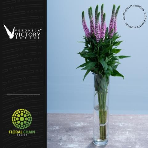 Light Pink Victory, 60cm, 10 Stems, FLORAL CHAIN GROUP