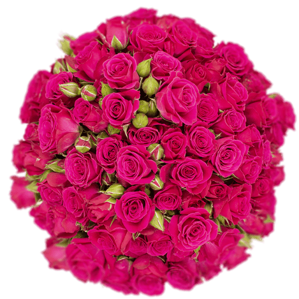 Lovely Lydia, 60cm, 10 Stems, PIER ROSES