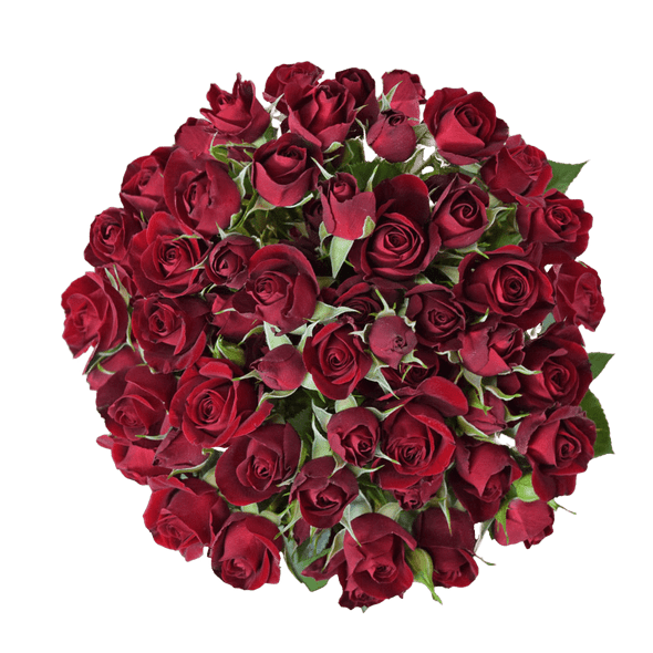 RedMikado, 50cm, 10 Stems, PIER ROSES RedMikado, 50cm, 10 Stems, PIER ROSES