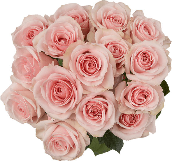 Starblush, 50cm, 10 Stems, PIER ROSES Starblush, 50cm, 10 Stems, PIER ROSES