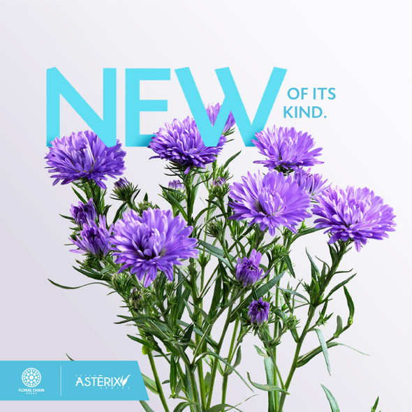 Blue Obelix, 60cm, 10 Stems, FLORAL CHAIN GROUP