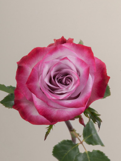 Deep Purple, 50cm, 25 Stems, ROSAPRIMA CIA. LTDA.