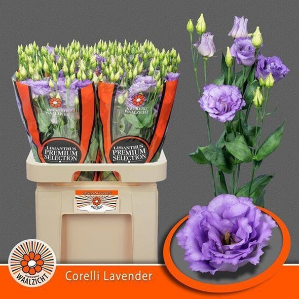 Double Lisanne  Lavender-, 70cm, 10 Stems, ANNIE BOX