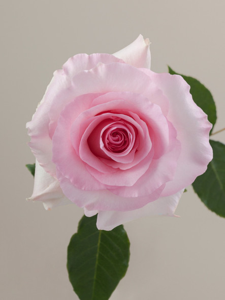 Christa, 50cm, 25 Stems, ROSAPRIMA CIA. LTDA.