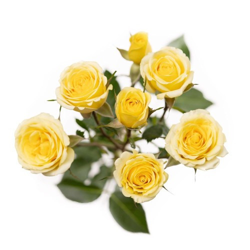 B.S. Light Yellow, 60cm, 10 Stems, PIER ROSES