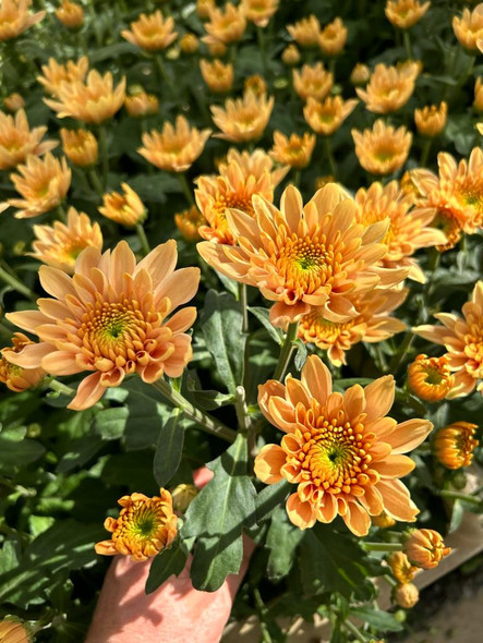 Orange Sorbet, 75cm, 5 Stems, DUTCH HERITAGE