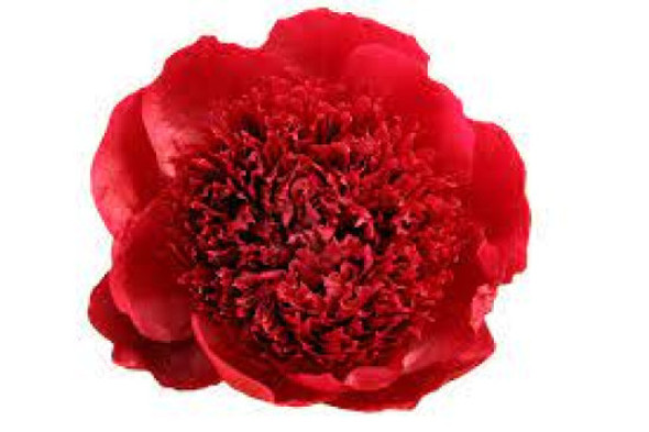 Red Charm-, 55cm, 10 Stems, ANNIE BOX