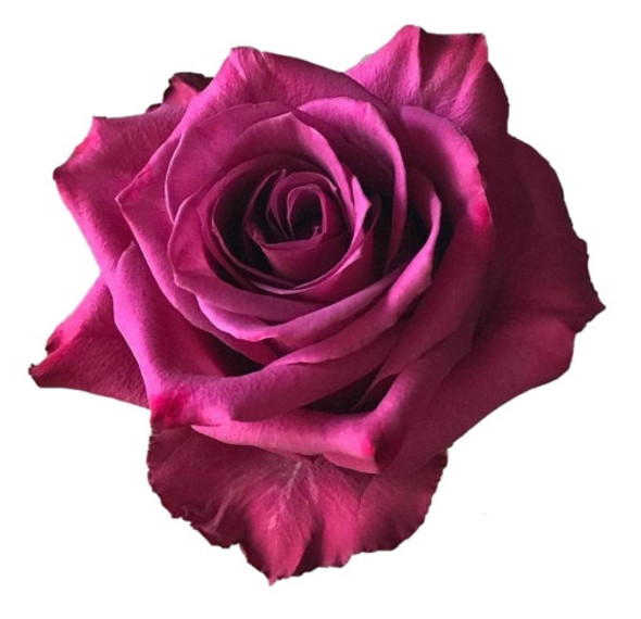 Blueberry, 60cm, 25 Stems, AZAYA GARDENS (SKU: 70294-45-506)