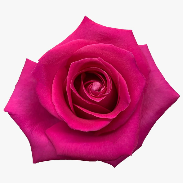 Topaz, 60cm, 25 Stems, AZAYA GARDENS